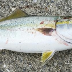 ポーアイ沖での釣果です。