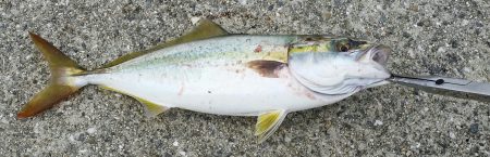 ポーアイ沖での釣果です。