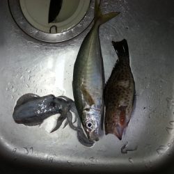 夏らしい釣り！