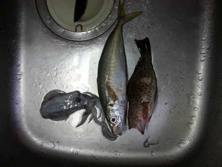 夏らしい釣り！