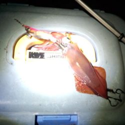 大蔵海岸でケンサキ狙いのライトエギング