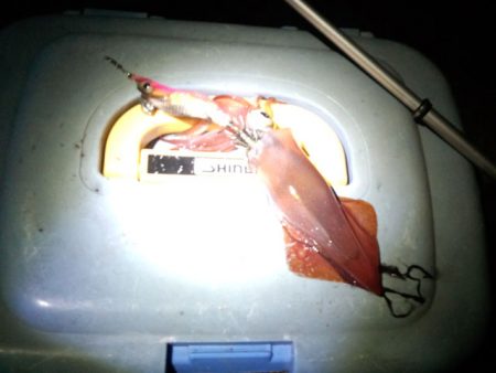 大蔵海岸でケンサキ狙いのライトエギング