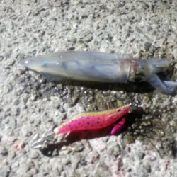 ケンサキエギング