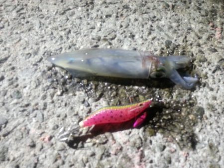 ケンサキエギング