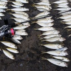 追い求めた魚が遂に…
