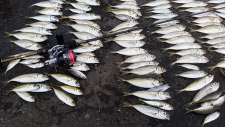 追い求めた魚が遂に…