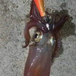 ケンサキゲット！