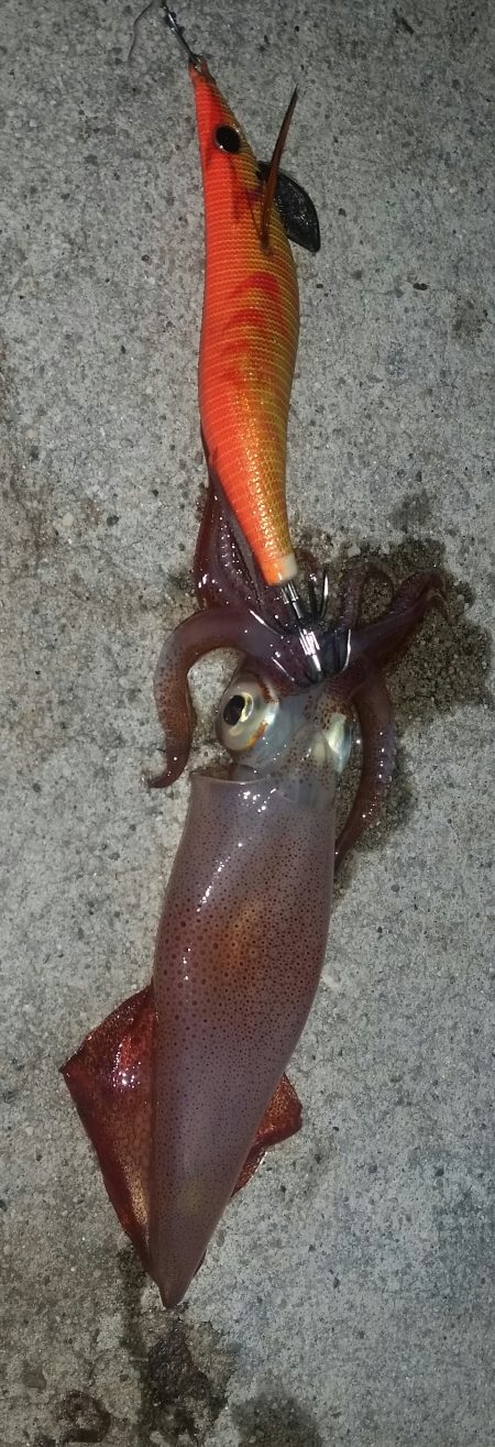 ケンサキゲット！