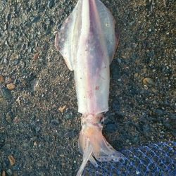 追い求めた魚が遂に…パート2