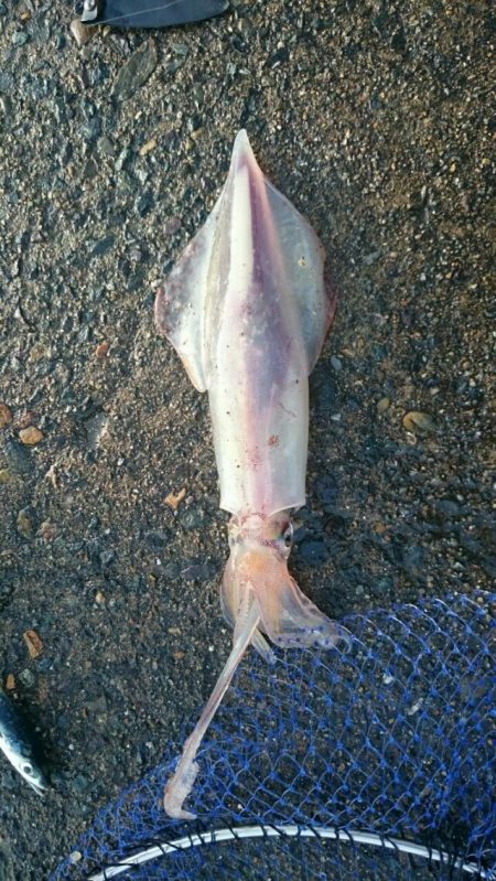追い求めた魚が遂に…パート2