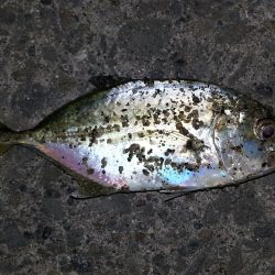 小物祭りのはずが・・・