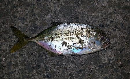 小物祭りのはずが・・・