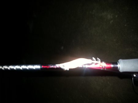 ケンサキエギング