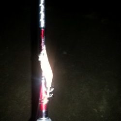 ケンサキエギング