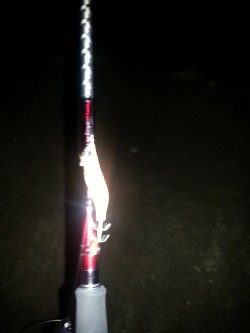 ケンサキエギング