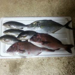 海上釣堀岬～！ナイター！