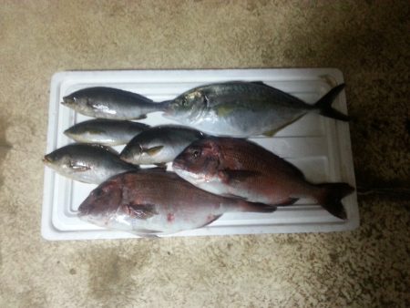 海上釣堀岬～！ナイター！