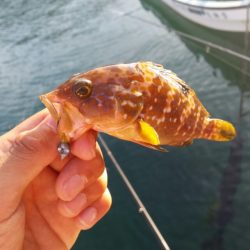 やはり日本海!!