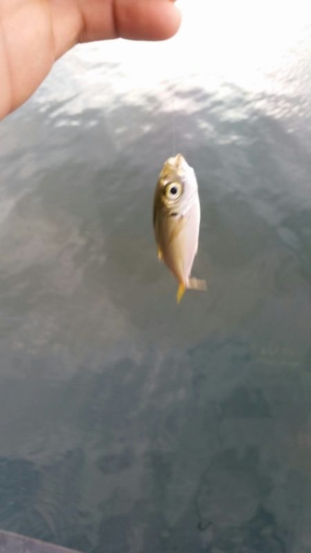 夕涼みがてらに小物釣り