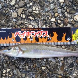 こんなん釣れるんですか！？