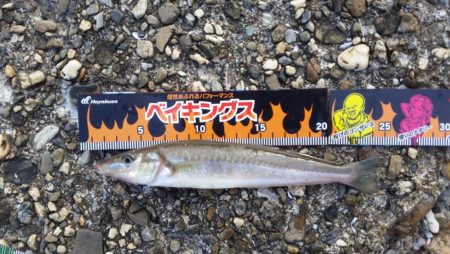 こんなん釣れるんですか！？