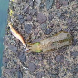 アオリイカ新子調査