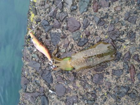 アオリイカ新子調査