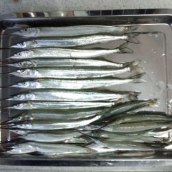 武庫川尻ジャンボサヨリは朝駆けで