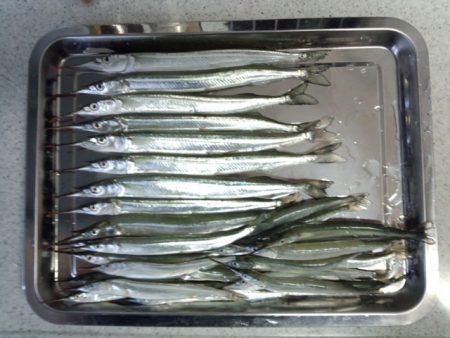 武庫川尻ジャンボサヨリは朝駆けで