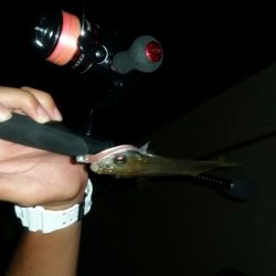 アジングは奥が深いよ