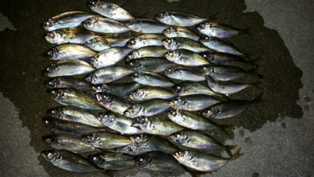 台風後アジ調査