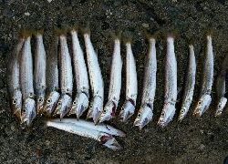 カマス釣れました。