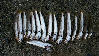 カマス釣れました。