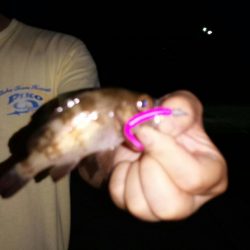 アジはどこへ？