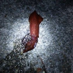 ケンサキイカ居てました