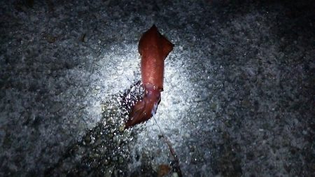 ケンサキイカ居てました