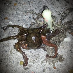 舞洲タコ短時間勝負！