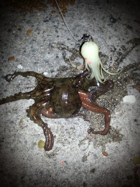 舞洲タコ短時間勝負！