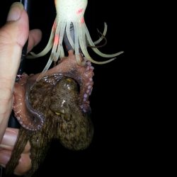 泉大津周辺タコ短時間勝負！