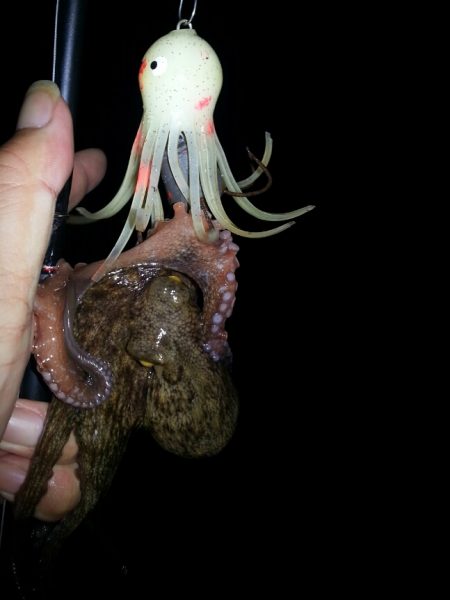 泉大津周辺タコ短時間勝負！