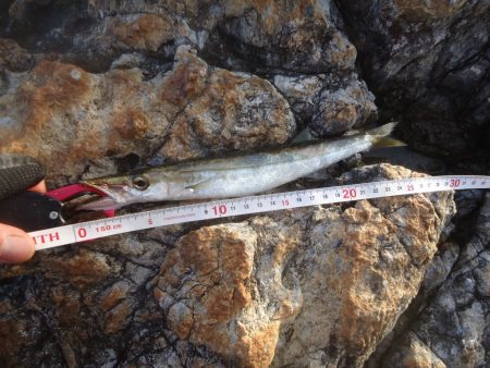 冲磯チャレンジ