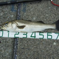 久々の「スズキ」ゲット