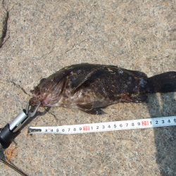 メタルジグ40gでメタボガシラをゲット