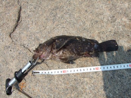 メタルジグ４０ｇでメタボガシラをゲット