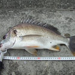 鉄板バイブでキビレ４３㎝