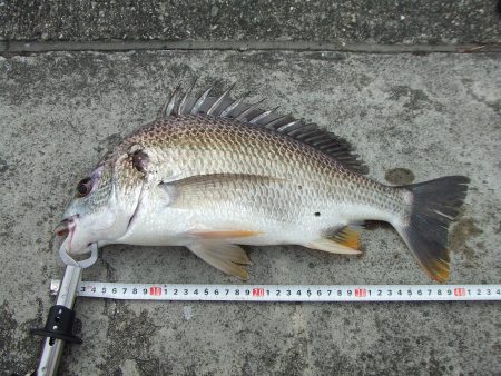 鉄板バイブでキビレ４３㎝