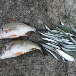 キビレ２匹とサヨリング