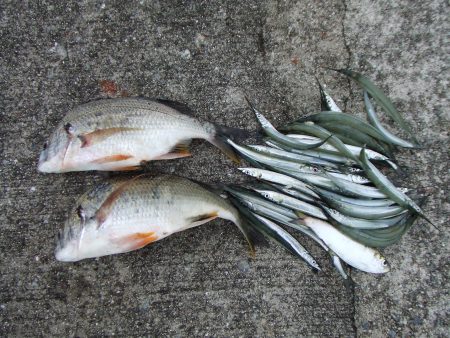 キビレ２匹とサヨリング