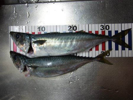 大サバゲット！