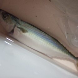 ボウズは免れましたが…